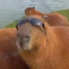 Capibara 2 MOV 24