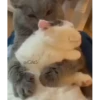 Cute kitty 🐱 ❤💕 23