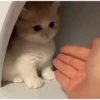 Cute kitty 🐱 ❤💕 24