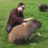 Capibara 2 MOV 25