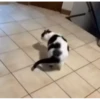 Pussykittys 14