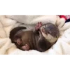 OTTERS 24