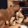 Capibara 2 MOV 26