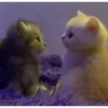 kittenwow 22