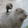 Capibara 2 MOV 28