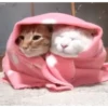 @Bhumika_2704 (Video Pack 3) 25