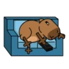 Código carpincho 23
