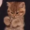 Cute kitty 🐱 ❤💕 28