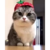 Cute kitty 🐱 ❤💕 29