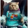 🧿Gatos Gatitos🐱🐈 24