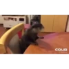 OTTERS 27