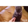 OTTERS 28