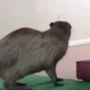 Capibara 2 MOV 29