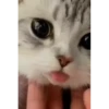 😸Kitten 2 گوربه😸 @SharedNewFolder 26
