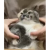Pussykittys 15