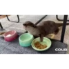 OTTERS 29