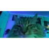 Cats  @stckrRobot 29