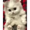 Cute kitty 🐱 ❤💕 30