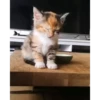 Cats  @stckrRobot 30