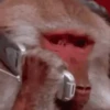 обезьяны 1 5