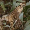 Tigers 1 5