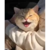 😸Kitten 2 گوربه😸 @SharedNewFolder 5