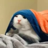 😸Kitten 2 گوربه😸 @SharedNewFolder 6