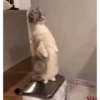 😸Kitten 2 گوربه😸 @SharedNewFolder 7