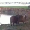 Capivara _ Carpincho 5