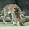 Tigers 1 6