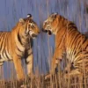 Tigers 1 7