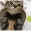 videocats 5