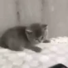 videocats 6