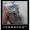 videocats 7