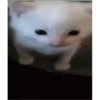 videocats 8