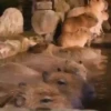Capivara _ Carpincho 6