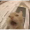 videocats 9