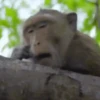 Monos 2 7
