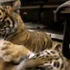 Tigers 1 8