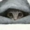 meowkittys 5