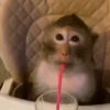 Monos 2 8