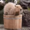 Capivara _ Carpincho 7