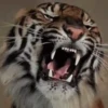 Tigers 1 9