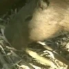 Capivara _ Carpincho 9