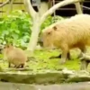 Capivara _ Carpincho 10