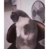 😸Kitten 2 گوربه😸 @SharedNewFolder 9
