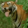 Tigers 1 10