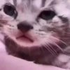 meowkittys 8