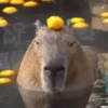 Capivara _ Carpincho 14