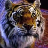Tigers 1 11
